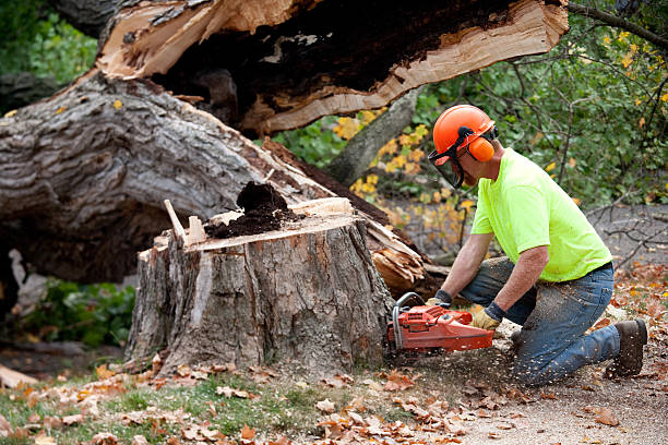 Best Emergency Tree Removal Services  in USA